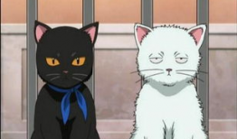 猫野漫画,描绘奇幻猫界的奇幻之旅