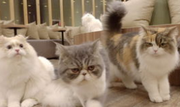 猫野漫画,描绘奇幻猫界的奇幻之旅